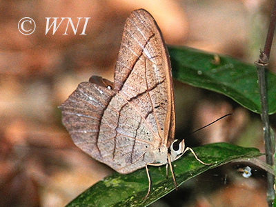 Pierella lamia